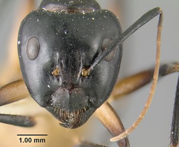 Media type: image;   Entomology 21450 Aspect: head frontal view